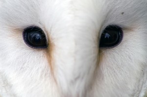 istock_000006832589medium